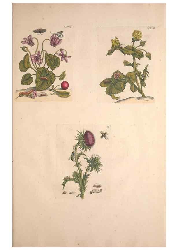Reproducción/Reproduction 40181760603: De Europischen insecten :. Tot Amsterdam :By J.F. Bernard,1730.. 