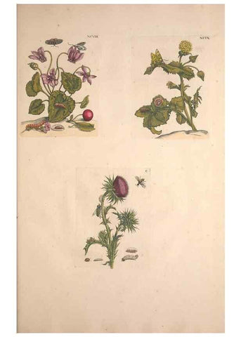 Reproducción/Reproduction 40181760603: De Europischen insecten :. Tot Amsterdam :By J.F. Bernard,1730.. 