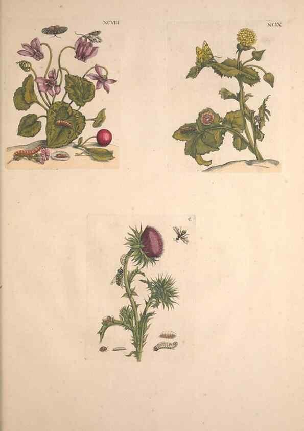 Reproducción/Reproduction 40181760603: De Europischen insecten :. Tot Amsterdam :By J.F. Bernard,1730.. 