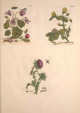 Reproducción/Reproduction 40181760603: De Europischen insecten :. Tot Amsterdam :By J.F. Bernard,1730.. 