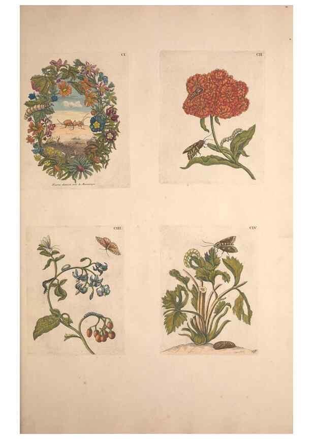 Reproducción/Reproduction 47094508002: De Europischen insecten :. Tot Amsterdam :By J.F. Bernard,1730.. 