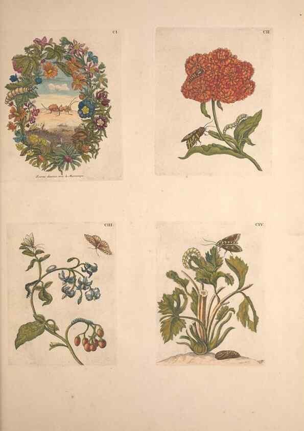 Reproducción/Reproduction 47094508002: De Europischen insecten :. Tot Amsterdam :By J.F. Bernard,1730.. 
