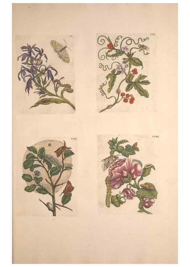 Reproducción/Reproduction 33271483958: De Europischen insecten :. Tot Amsterdam :By J.F. Bernard,1730.. 