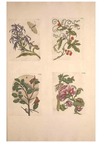 Reproducción/Reproduction 33271483958: De Europischen insecten :. Tot Amsterdam :By J.F. Bernard,1730.. 