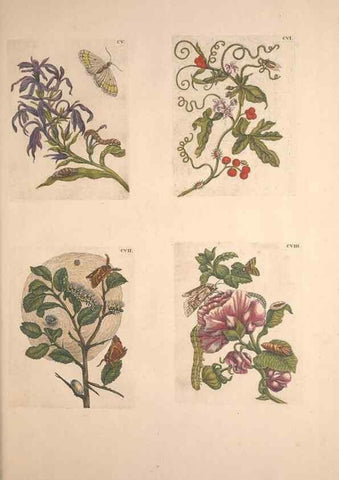 Reproducción/Reproduction 33271483958: De Europischen insecten :. Tot Amsterdam :By J.F. Bernard,1730.. 