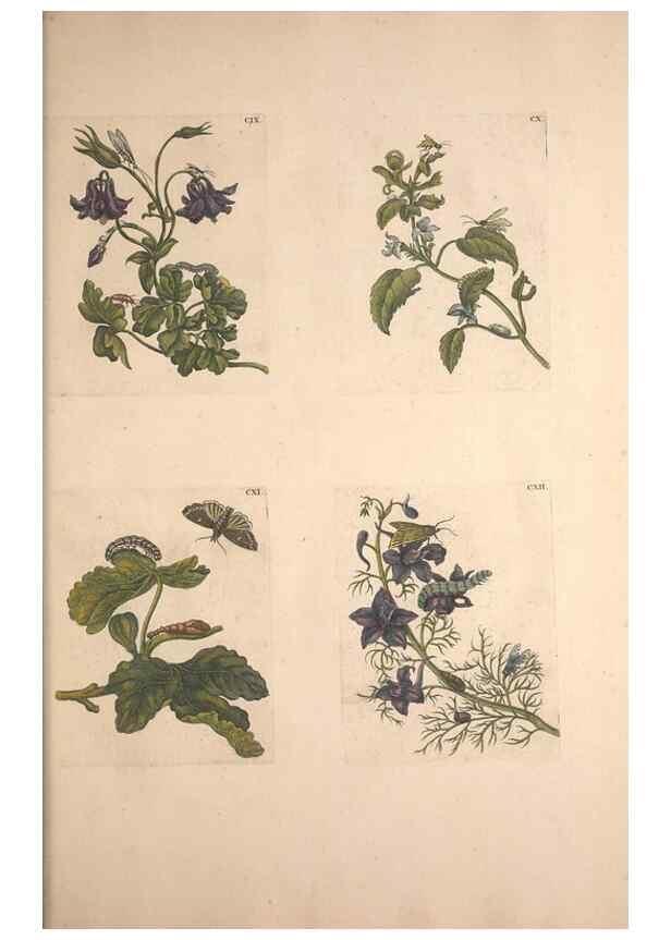 Reproducción/Reproduction 32204816307: De Europischen insecten :. Tot Amsterdam :By J.F. Bernard,1730.. 