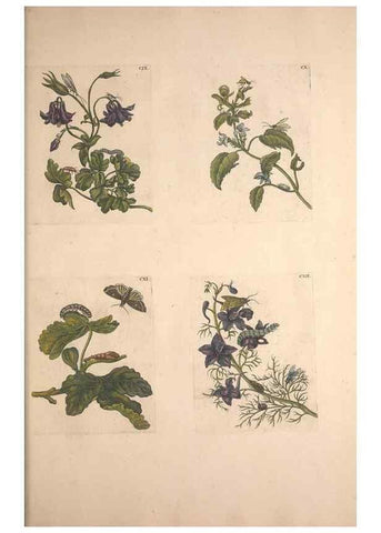 Reproducción/Reproduction 32204816307: De Europischen insecten :. Tot Amsterdam :By J.F. Bernard,1730.. 