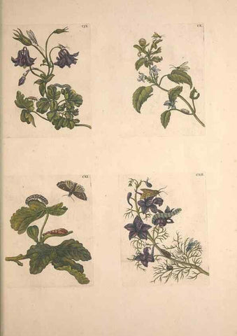 Reproducción/Reproduction 32204816307: De Europischen insecten :. Tot Amsterdam :By J.F. Bernard,1730.. 