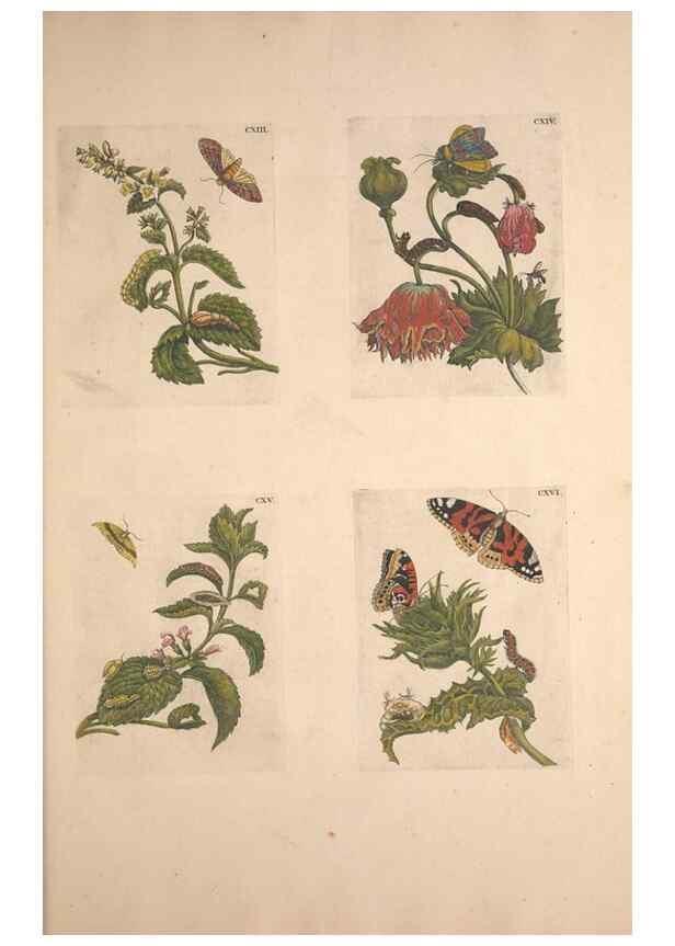 Reproducción/Reproduction 47146752571: De Europischen insecten :. Tot Amsterdam :By J.F. Bernard,1730.. 