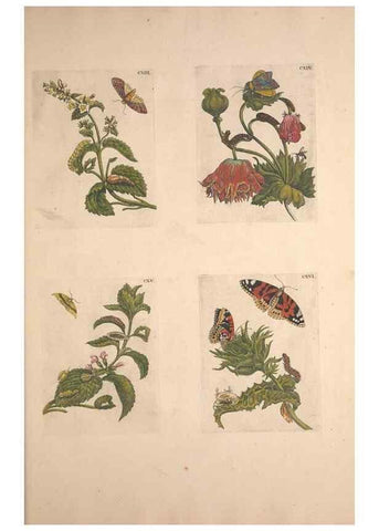 Reproducción/Reproduction 47146752571: De Europischen insecten :. Tot Amsterdam :By J.F. Bernard,1730.. 