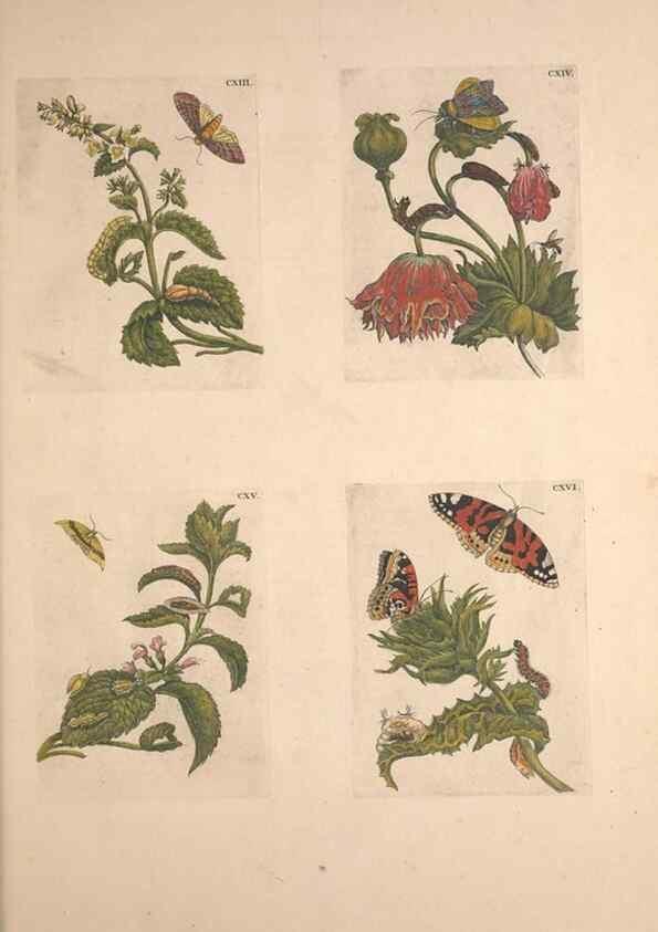 Reproducción/Reproduction 47146752571: De Europischen insecten :. Tot Amsterdam :By J.F. Bernard,1730.. 