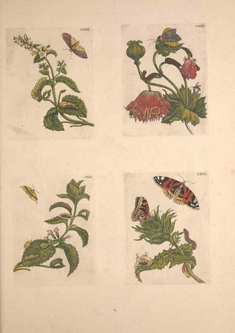 Reproducción/Reproduction 47146752571: De Europischen insecten :. Tot Amsterdam :By J.F. Bernard,1730.. 