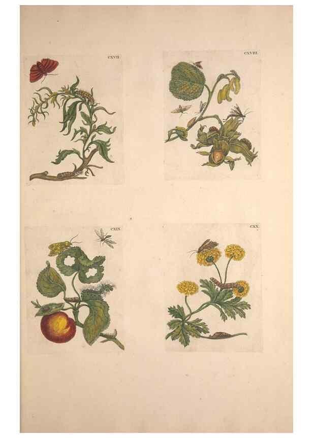 Reproducción/Reproduction 32204819547: De Europischen insecten :. Tot Amsterdam :By J.F. Bernard,1730.. 
