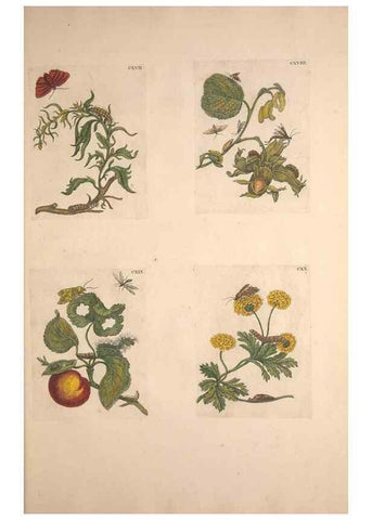 Reproducción/Reproduction 32204819547: De Europischen insecten :. Tot Amsterdam :By J.F. Bernard,1730.. 