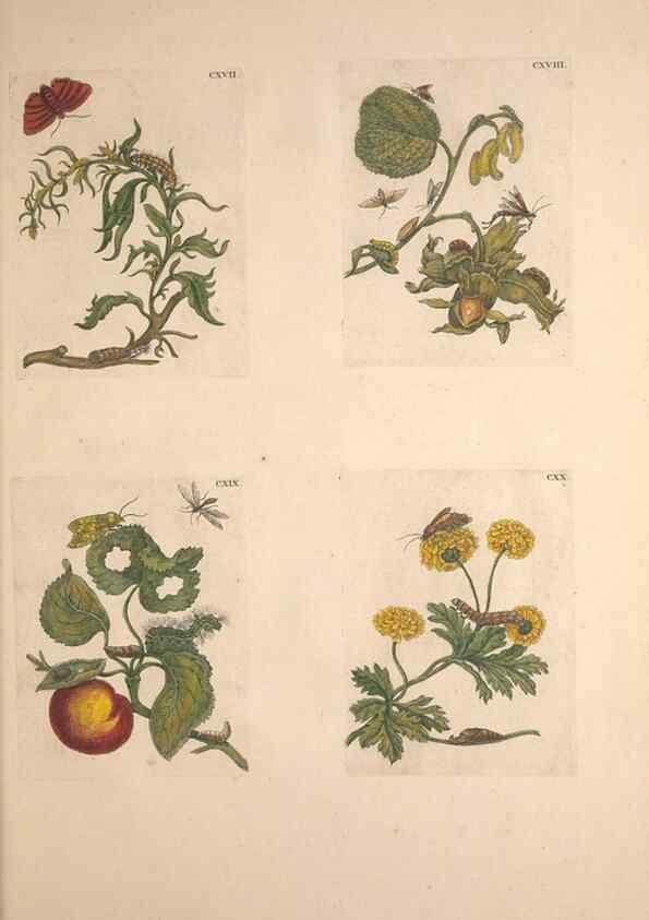 Reproducción/Reproduction 32204819547: De Europischen insecten :. Tot Amsterdam :By J.F. Bernard,1730.. 