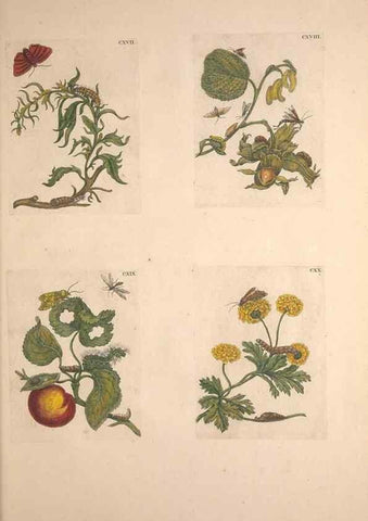 Reproducción/Reproduction 32204819547: De Europischen insecten :. Tot Amsterdam :By J.F. Bernard,1730.. 