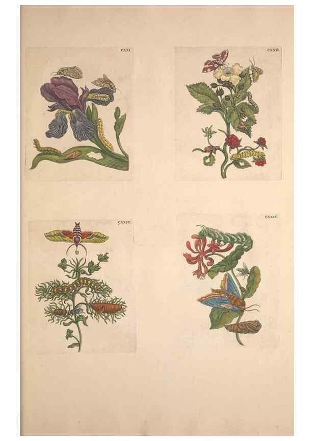 Reproducción/Reproduction 33271490328: De Europischen insecten :. Tot Amsterdam :By J.F. Bernard,1730.. 