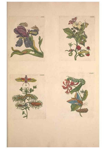 Reproducción/Reproduction 33271490328: De Europischen insecten :. Tot Amsterdam :By J.F. Bernard,1730.. 