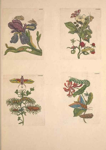 Reproducción/Reproduction 33271490328: De Europischen insecten :. Tot Amsterdam :By J.F. Bernard,1730.. 