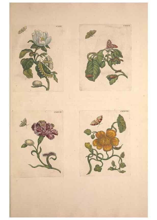 Reproducción/Reproduction 32204823217: De Europischen insecten :. Tot Amsterdam :By J.F. Bernard,1730.. 