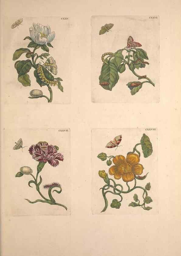 Reproducción/Reproduction 32204823217: De Europischen insecten :. Tot Amsterdam :By J.F. Bernard,1730.. 