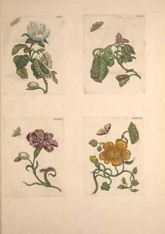 Reproducción/Reproduction 32204823217: De Europischen insecten :. Tot Amsterdam :By J.F. Bernard,1730.. 
