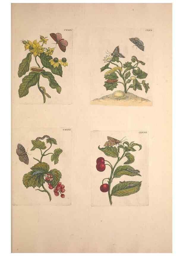 Reproducción/Reproduction 46232493465: De Europischen insecten :. Tot Amsterdam :By J.F. Bernard,1730.. 