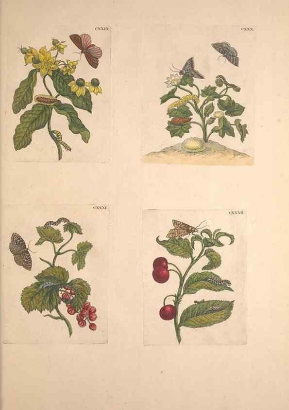 Reproducción/Reproduction 46232493465: De Europischen insecten :. Tot Amsterdam :By J.F. Bernard,1730.. 