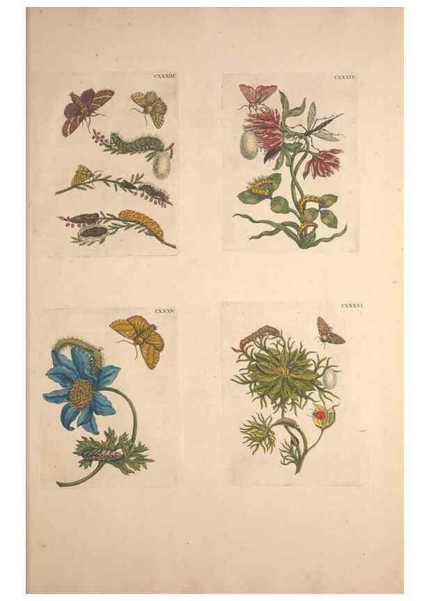 Reproducción/Reproduction 33271494958: De Europischen insecten :. Tot Amsterdam :By J.F. Bernard,1730.. 