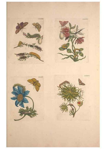 Reproducción/Reproduction 33271494958: De Europischen insecten :. Tot Amsterdam :By J.F. Bernard,1730.. 