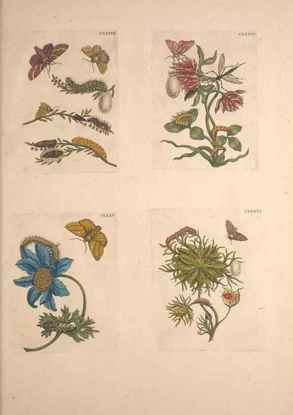 Reproducción/Reproduction 33271494958: De Europischen insecten :. Tot Amsterdam :By J.F. Bernard,1730.. 