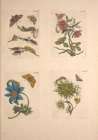 Reproducción/Reproduction 33271494958: De Europischen insecten :. Tot Amsterdam :By J.F. Bernard,1730.. 