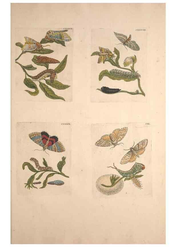 Reproducción/Reproduction 46423355274: De Europischen insecten :. Tot Amsterdam :By J.F. Bernard,1730.. 