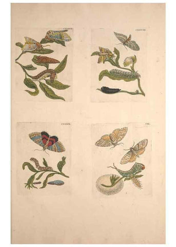 Reproducción/Reproduction 46423355274: De Europischen insecten :. Tot Amsterdam :By J.F. Bernard,1730.. 