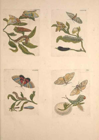 Reproducción/Reproduction 46423355274: De Europischen insecten :. Tot Amsterdam :By J.F. Bernard,1730.. 