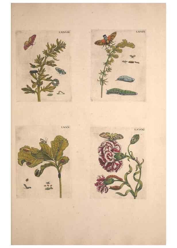 Reproducción/Reproduction 32204746407: De Europischen insecten :. Tot Amsterdam :By J.F. Bernard,1730.. 