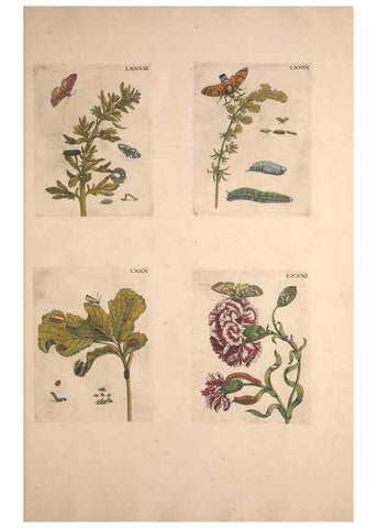 Reproducción/Reproduction 32204746407: De Europischen insecten :. Tot Amsterdam :By J.F. Bernard,1730.. 