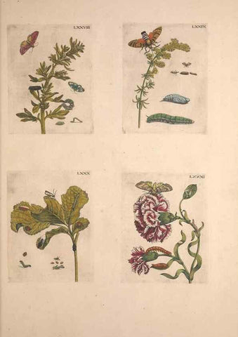 Reproducción/Reproduction 32204746407: De Europischen insecten :. Tot Amsterdam :By J.F. Bernard,1730.. 