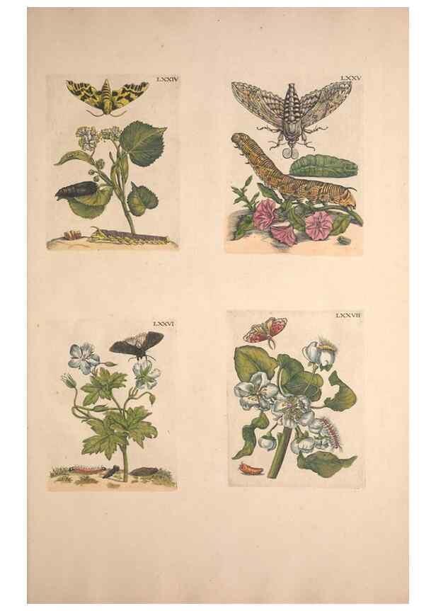 Reproducción/Reproduction 33271412308: De Europischen insecten :. Tot Amsterdam :By J.F. Bernard,1730.. 