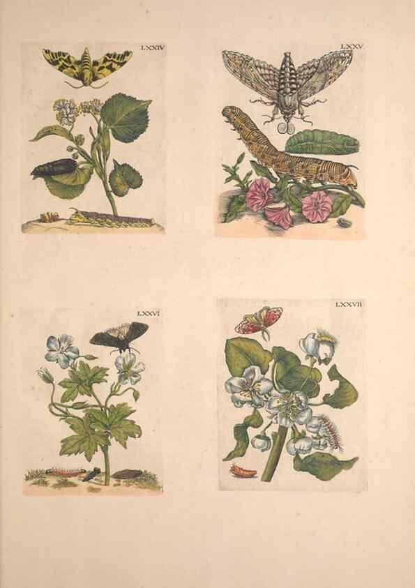 Reproducción/Reproduction 33271412308: De Europischen insecten :. Tot Amsterdam :By J.F. Bernard,1730.. 