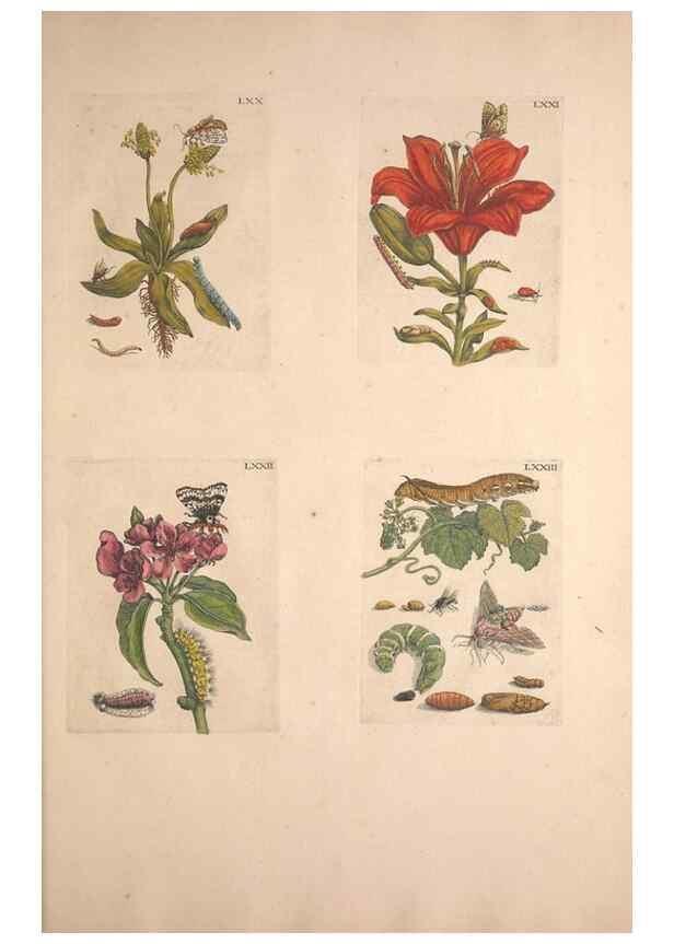 Reproducción/Reproduction 33271411438: De Europischen insecten :. Tot Amsterdam :By J.F. Bernard,1730.. 