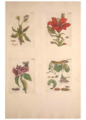 Reproducción/Reproduction 33271411438: De Europischen insecten :. Tot Amsterdam :By J.F. Bernard,1730.. 