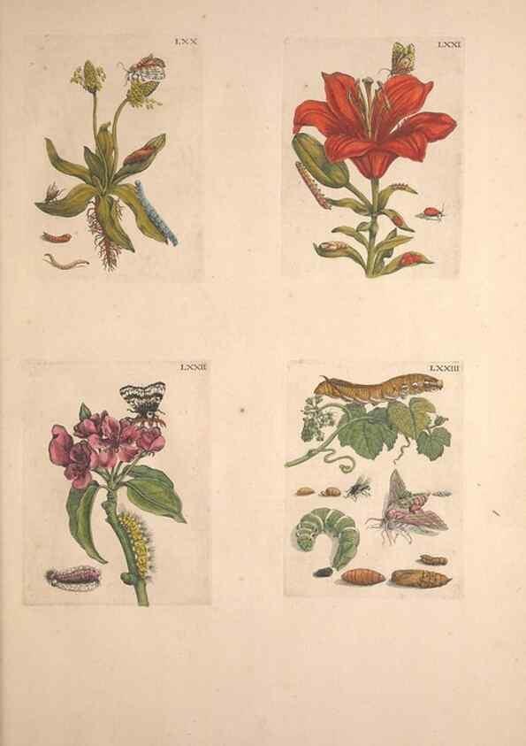 Reproducción/Reproduction 33271411438: De Europischen insecten :. Tot Amsterdam :By J.F. Bernard,1730.. 