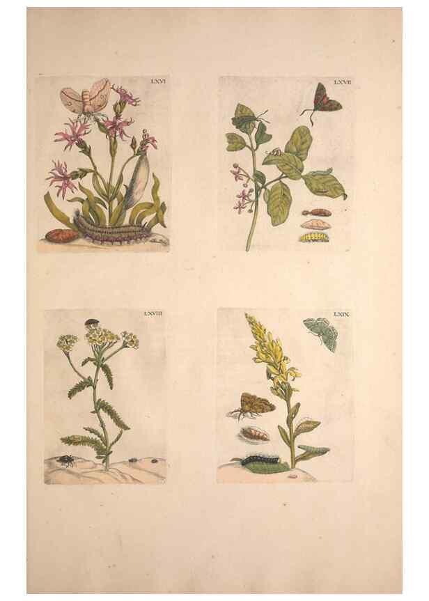 Reproducción/Reproduction 47146660401: De Europischen insecten :. Tot Amsterdam :By J.F. Bernard,1730.. 