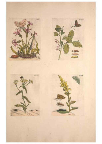Reproducción/Reproduction 47146660401: De Europischen insecten :. Tot Amsterdam :By J.F. Bernard,1730.. 
