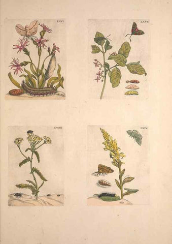 Reproducción/Reproduction 47146660401: De Europischen insecten :. Tot Amsterdam :By J.F. Bernard,1730.. 