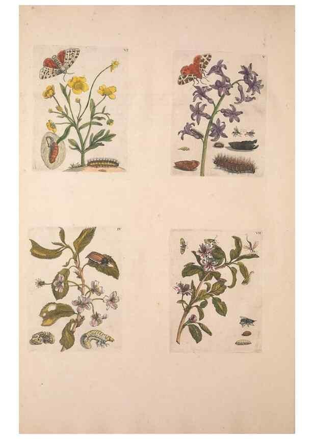 Reproducción/Reproduction 47094397152: De Europischen insecten :. Tot Amsterdam :By J.F. Bernard,1730.. 
