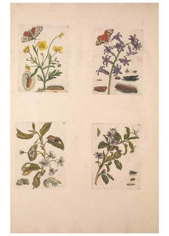 Reproducción/Reproduction 47094397152: De Europischen insecten :. Tot Amsterdam :By J.F. Bernard,1730.. 