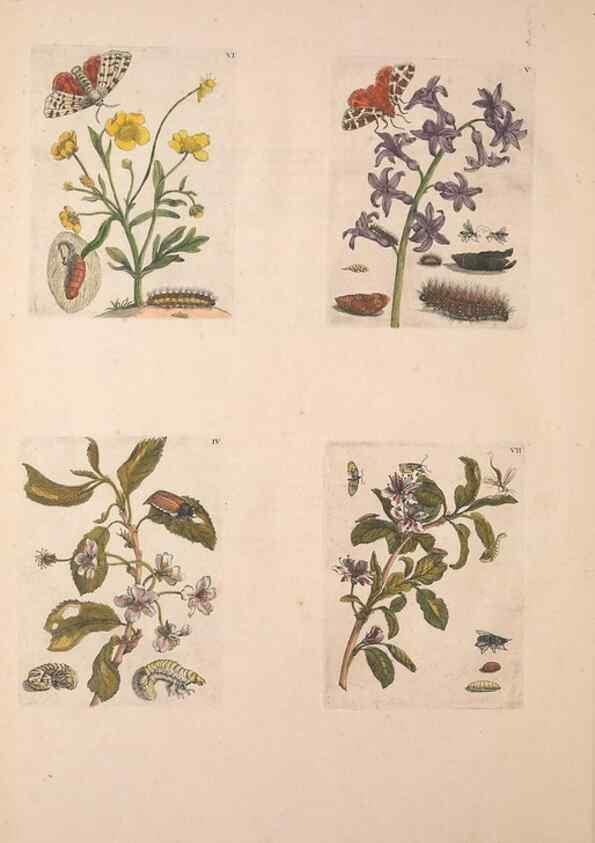 Reproducción/Reproduction 47094397152: De Europischen insecten :. Tot Amsterdam :By J.F. Bernard,1730.. 