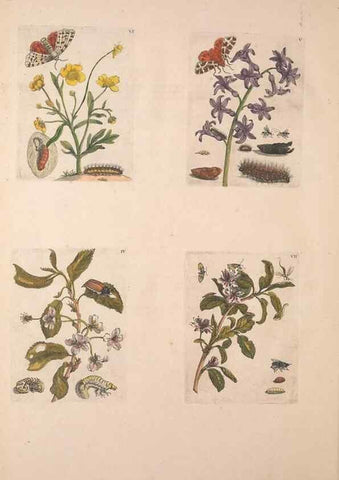 Reproducción/Reproduction 47094397152: De Europischen insecten :. Tot Amsterdam :By J.F. Bernard,1730.. 